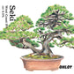 Seki (6缶セット)