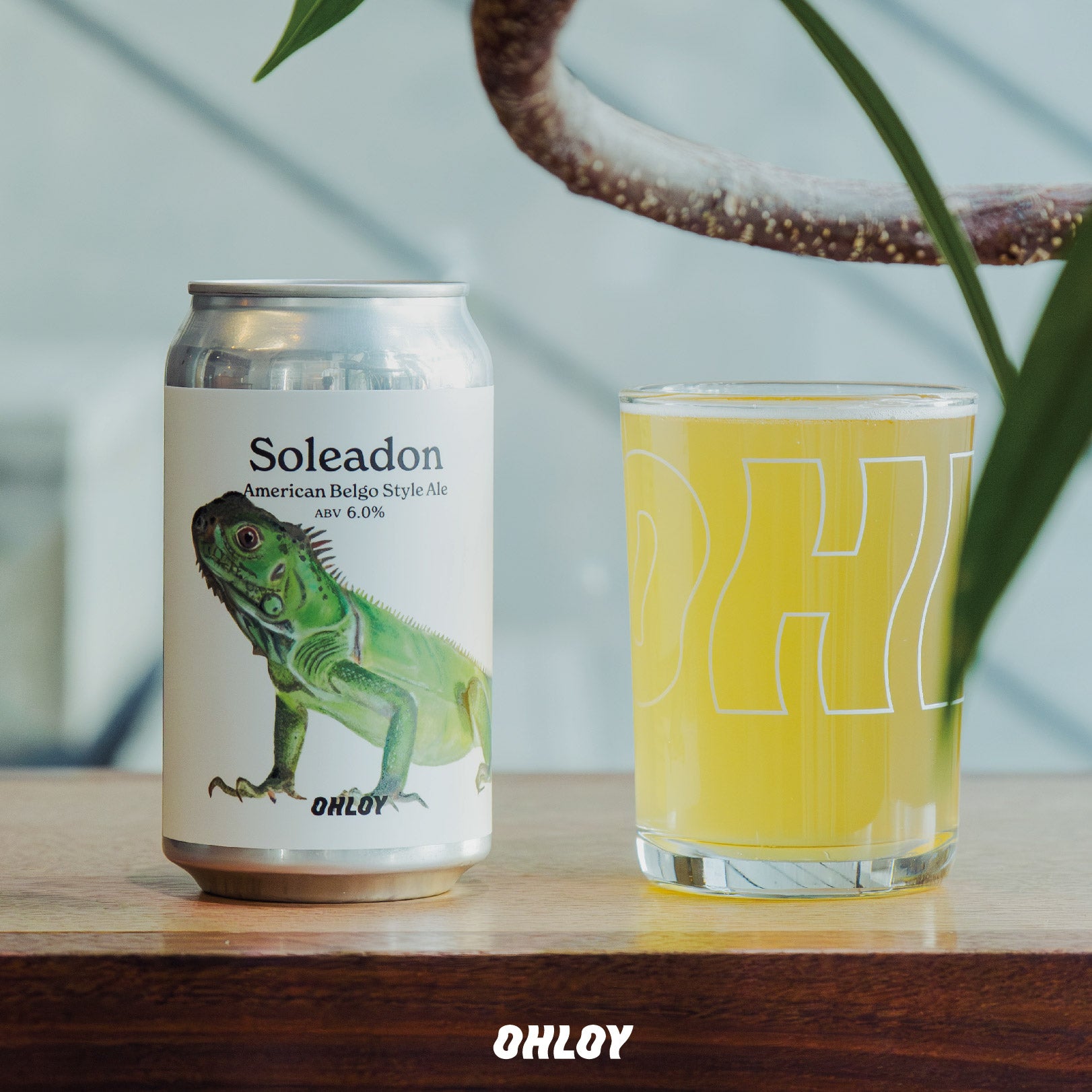 Soleadon (6缶セット) – OHLOY ONLINE STORE