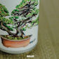 Seki (6缶セット)